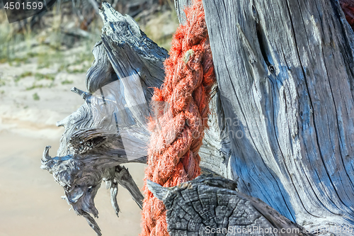 Image of Driftwood With Rope On a Sunny Sandy Beach