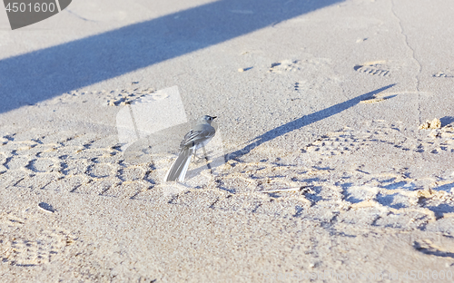 Image of Small Gray Wagtail On The Sandy Shore