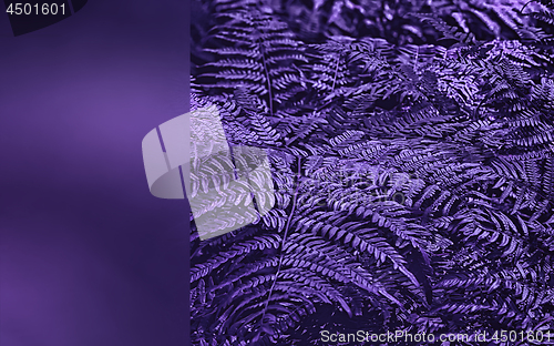 Image of Ultra Violet Fern Leaves Closeup With Copy Space