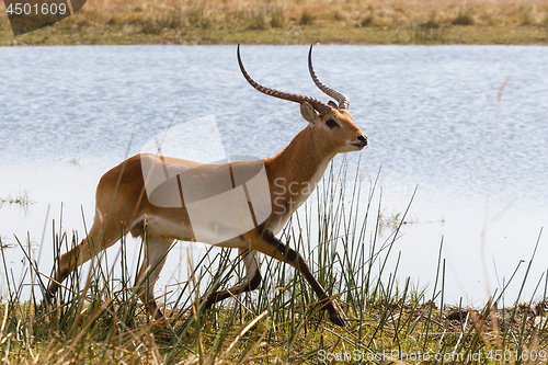 Image of southern lechwe in Okavango, Botswana, Africa