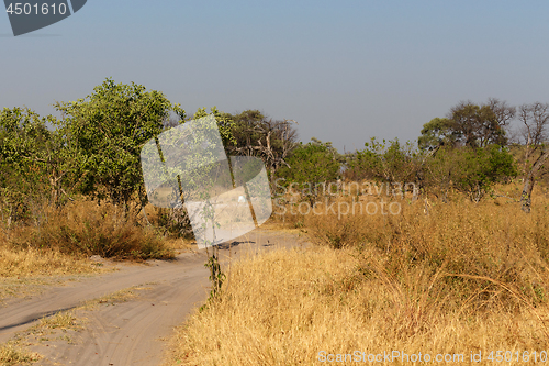 Image of Moremi game reserve, Okavango delta, Africa Botswana