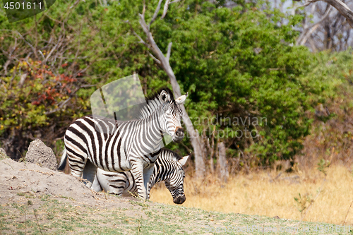 Image of Zebra in african bush, Okavango, Botsvana Africa