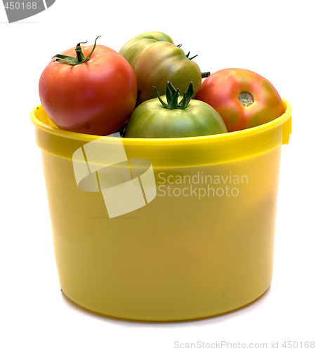 Image of Picked Tomatoes