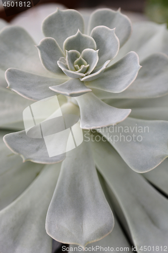 Image of Echeveria Pollux