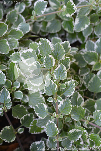 Image of Swedish ivy