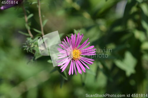 Image of New England aster Red Star