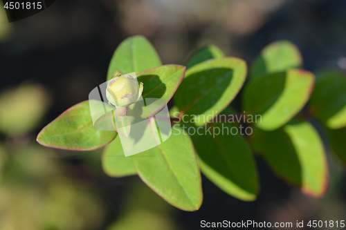 Image of Tutsan