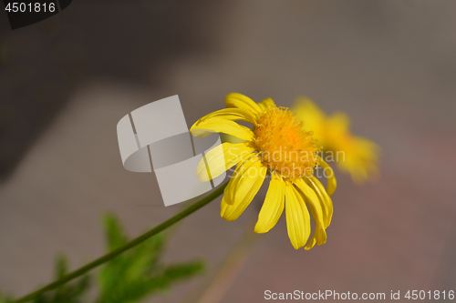 Image of Marguerite Jamaica Primrose