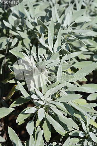 Image of Common sage