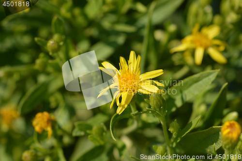 Image of Sticky fleabane