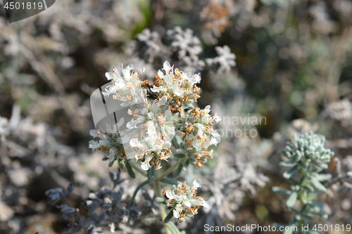 Image of Felty germander