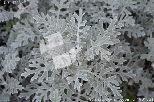 Image of Silver ragwort