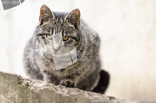 Image of Tabby tomcat