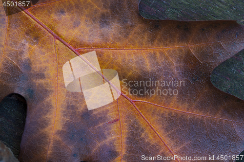 Image of Closeup of oak leaf