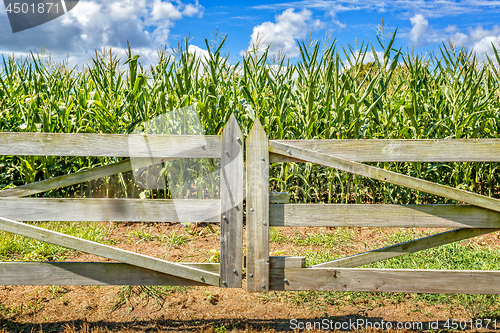 Image of Farming corn crops in the Shoalhaven Australia