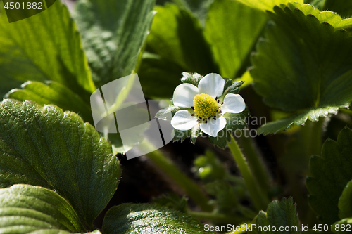 Image of Strawberry flower