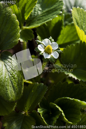 Image of Strawberry flower