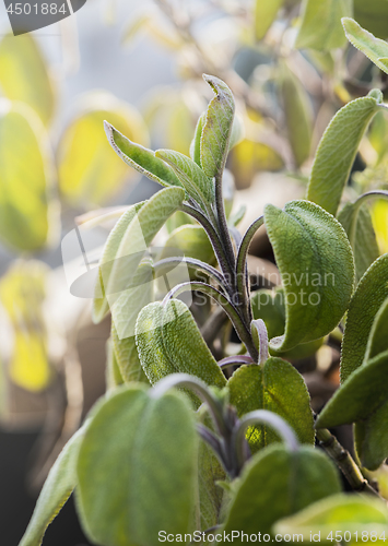 Image of Salvia (sage) plant in spring