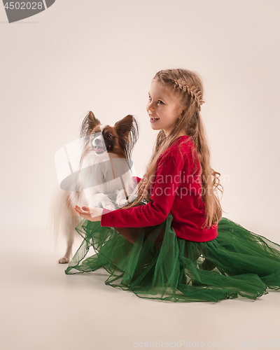 Image of Studio portrait of a small yawning puppy Papillon