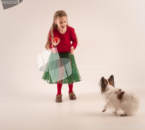 Image of Studio portrait of a small yawning puppy Papillon