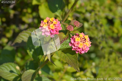 Image of Shrub verbena flower