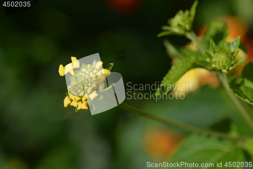 Image of Shrub verbena flower