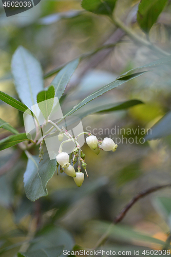 Image of Strawberry tree