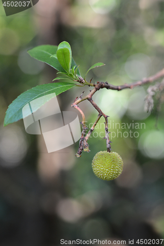 Image of Strawberry tree