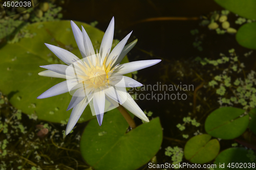 Image of Blue Egyptian lotus