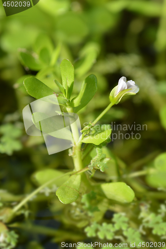 Image of Water hyssop