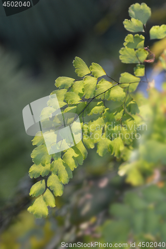 Image of Delta maidenhair fern