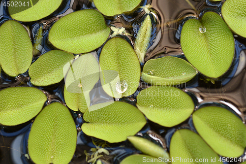 Image of Giant salvinia