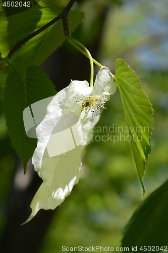 Image of Handkerchief tree