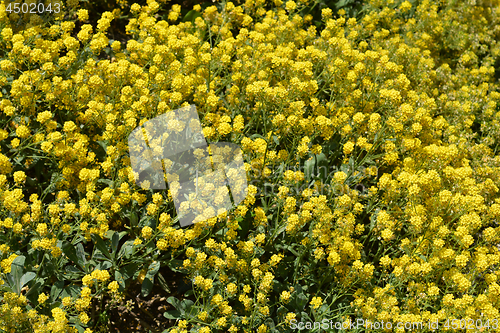 Image of Basket-of-Gold Alyssum