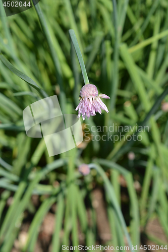 Image of Chives flower