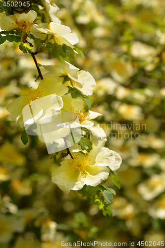 Image of Golden rose of China