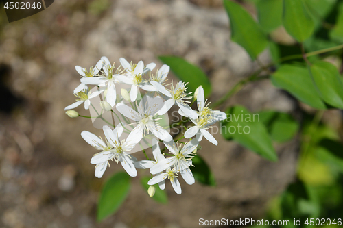 Image of Erect clematis