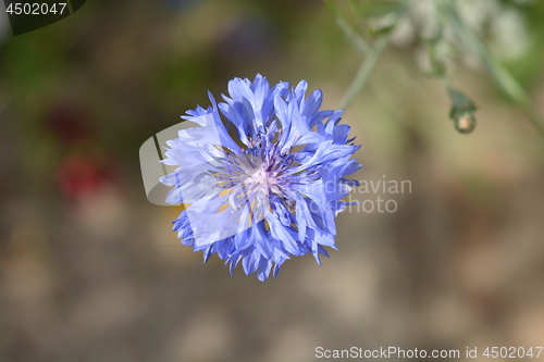 Image of Cornflower