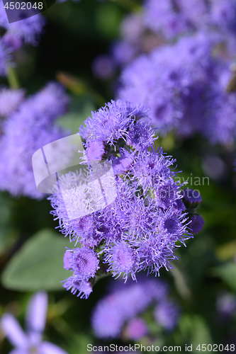 Image of Blue flossflower