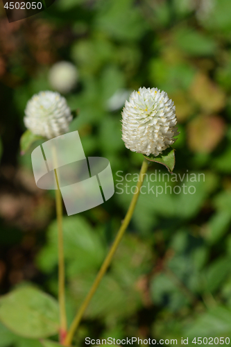 Image of White globe amaranth