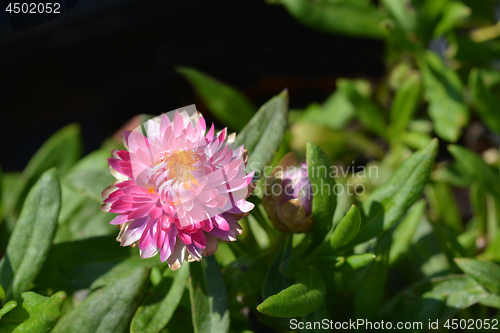 Image of Pink strawflower