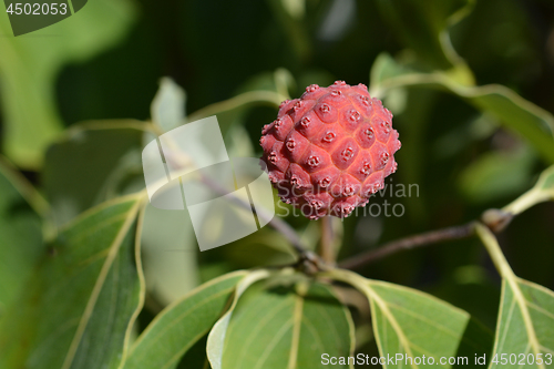 Image of Kousa dogwood Madame Butterfly