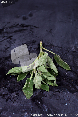 Image of Fresh green sage branch.