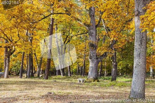 Image of Yellow Autumn Forest