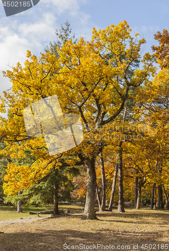Image of Yellow Autumn Forest