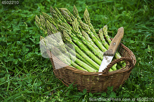 Image of Asparagus