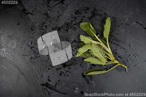 Image of Fresh green sage branch and water on black background. 
