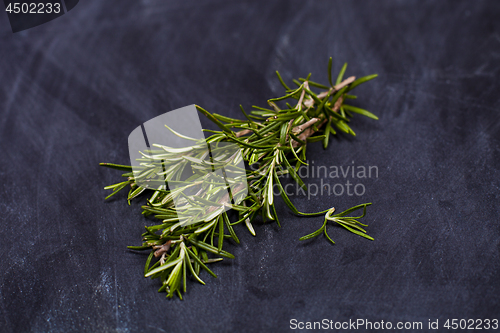 Image of Fresh rosemary herb.