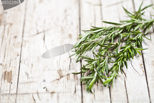 Image of Fresh rosemary herb on rustic wooden background.