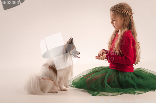 Image of Studio portrait of a small yawning puppy Papillon